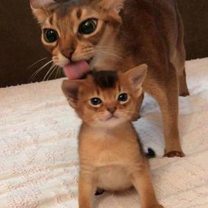 Абиссинская кошка - котенок