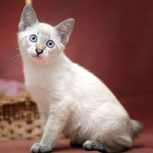 Меконгский бобтейл - котенок