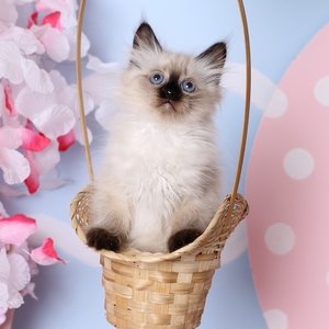 Невская маскарадная кошка - котенок