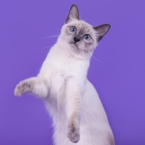 Тайская кошка - фото