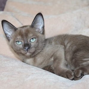Тонкинез (тонкинская кошка) - котенок