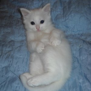 Турецкая ангора - котенок