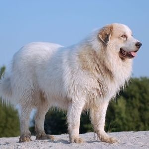 Пиренейская горная собака - фото
