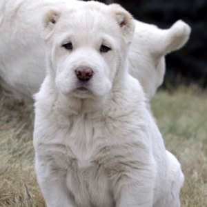 Среднеазиатская овчарка (алабай) - щенок
