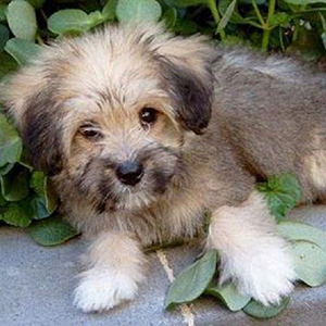 Тибетский терьер - щенок